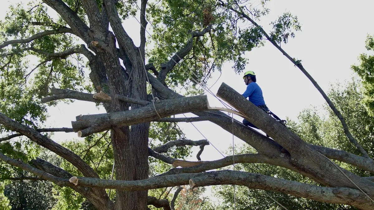 Professional Crown Thinning performed by certified arborists in Waldo
