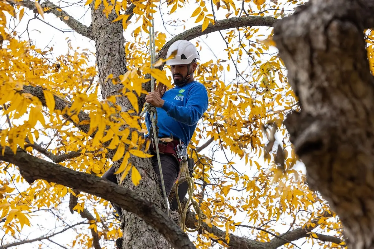 Skilled Dead Tree Removal crew working in Waldo